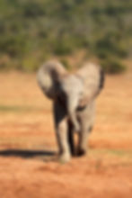 Elephant Calf
