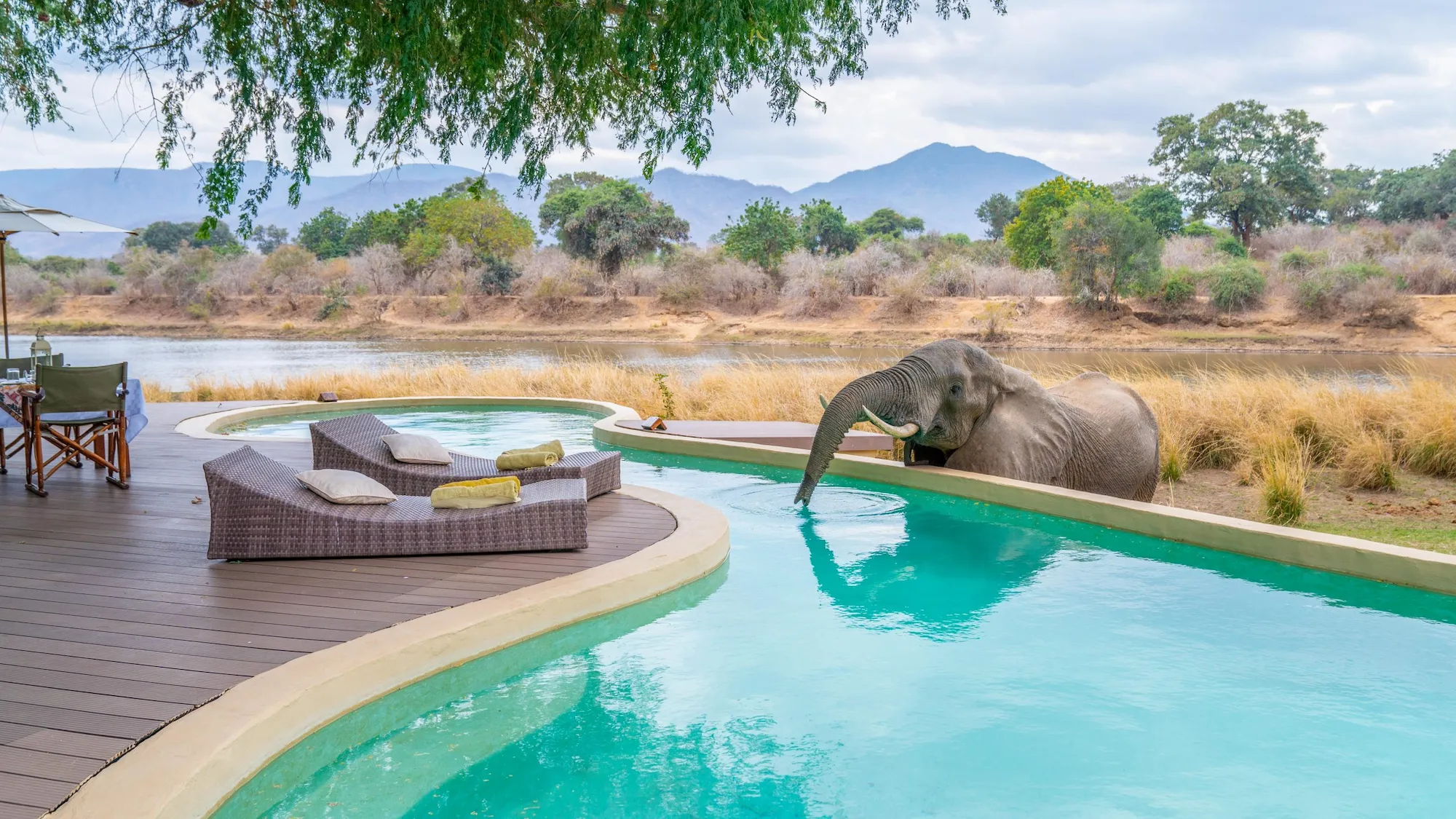 Elephant drinking from pool at Chongwe House