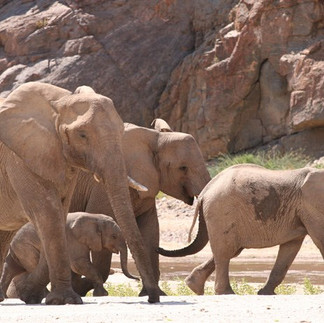 Desert adapted Elephants in Namibia