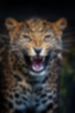 Leopard showing his Teeth