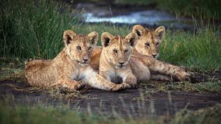 Exploring the Wonders of Lake Ndutu: A Must-Visit Destination on Your Tanzanian Safari