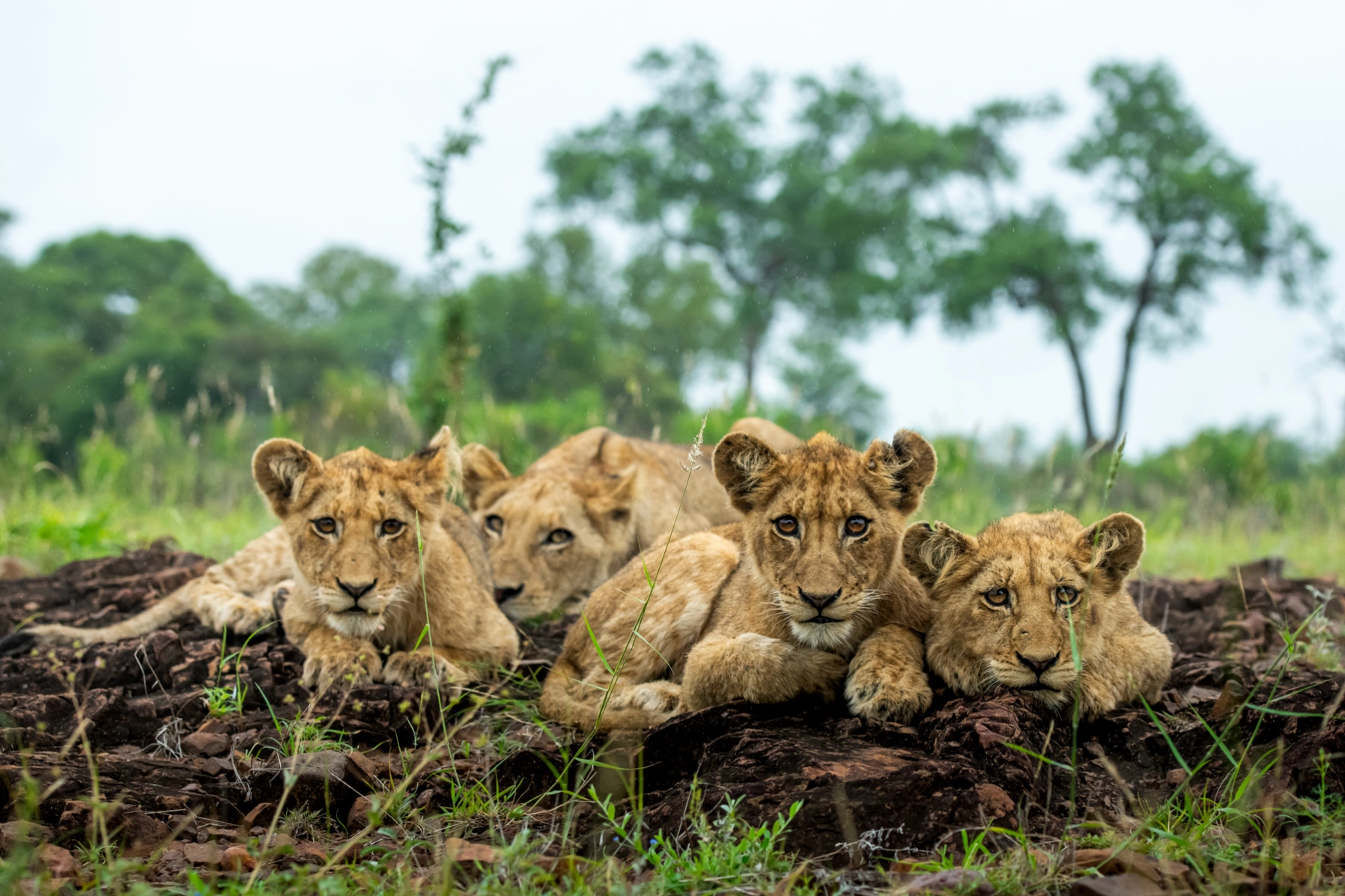 Lions of the Sabi Sands