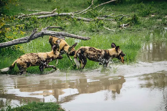 Do Wild Dogs Play With Toys: Surprising Facts Revealed!