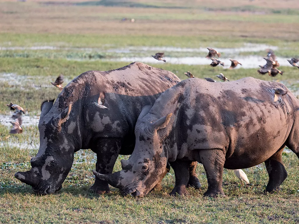 2 white rhinos in Botswana Okavango Delta