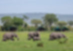 Elephants walking past a tented safari camp in Kenya.
