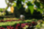 A person in a sun hat bends over lush green and red plants in a vibrant garden at Babylonstoren. Sunlight filters through leaves, creating a serene scene.
