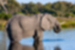 Elephant Drinking water in Savuti