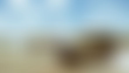 Best African Safari Tours