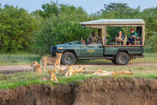 Pride of lions in front of safari truck on safari in kenya