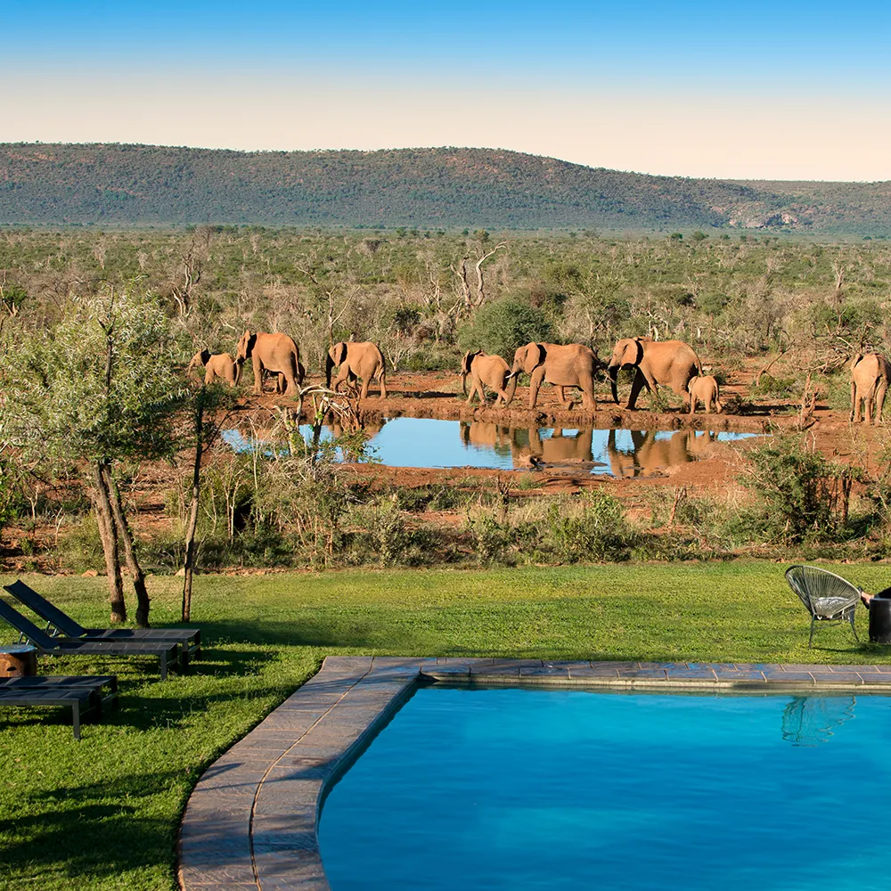 Madikwe Safari Lodge Pool with View of Elephants