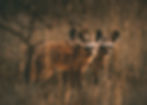 Family of Bat Eared Foxes of Nxai Pan- Photo Craig Howes