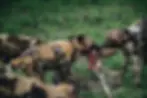 A pack of African wild dogs feeding on a fresh impala kill in lush green grass in the Okavango Delta, with two of the pack facing each other over the carcass during the December green season.