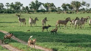 Best Time to Visit the Okavango Delta: A Month-by-Month Guide (2027)