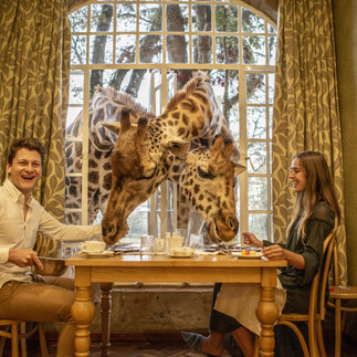 Couple and giraffe at the breakfast table 