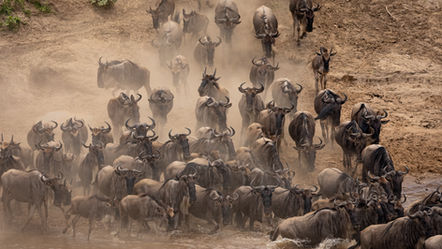 View from Luxury open‑sided safari vehicle traversing the Mara North Conservancy during the 2026 wildebeest migration crossings