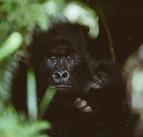 Mountain Gorillas .JPG