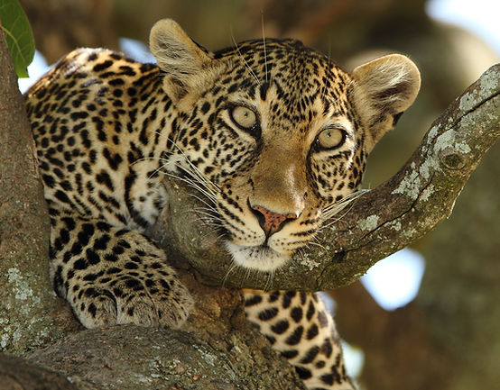 Sabi Sands Leopard in Kruger National park sits in a tree