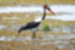 Bird in the Okavango Delta. Botswana