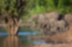 Elephants at waterhole