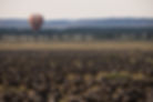 Hot air balloon floating above large wildebeest herds during a Serengeti or Masai Mara migration safari.