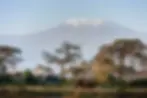 Elephant near Angama Amboseli with Mount Kilimanjaro in the background.