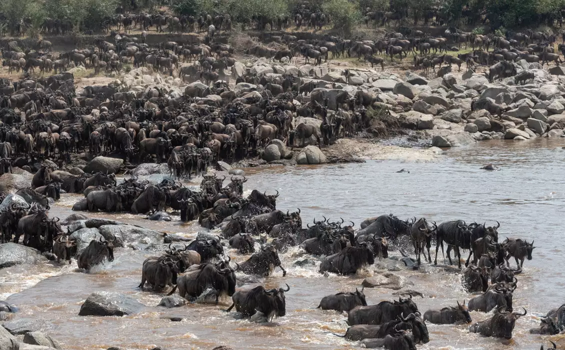 Sayari Camp Luxury Safari Tanzania - wildebeest migration Crossing Mara River