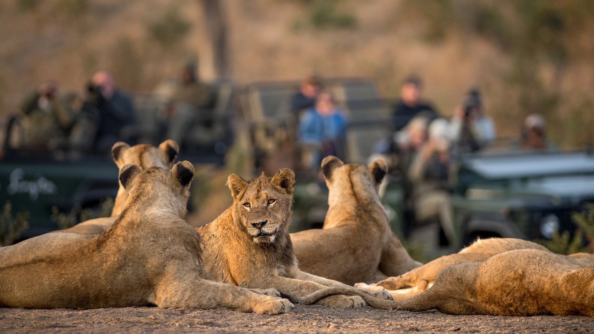 Lions of Sabi Sands