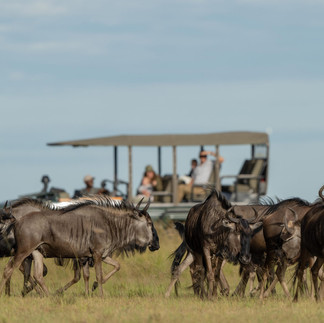 Large herd of wildebeest spotted at King Lewanika