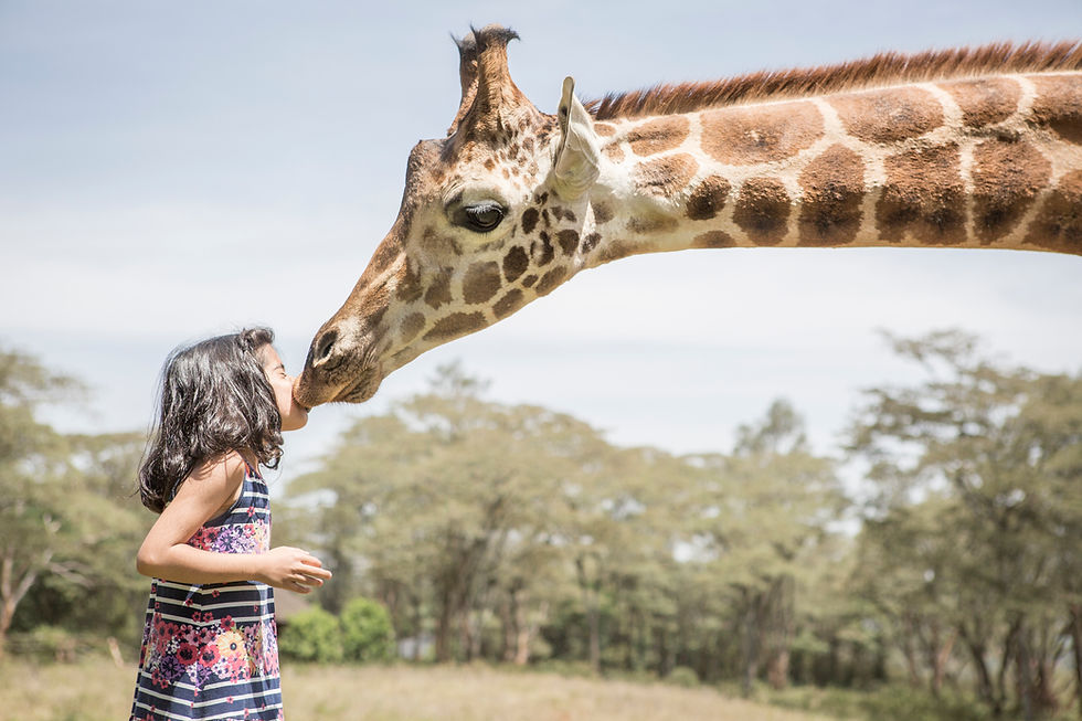 Child standing close to a Rothschild’s giraffe during a Giraffe Manor experience in Nairobi, Kenya.