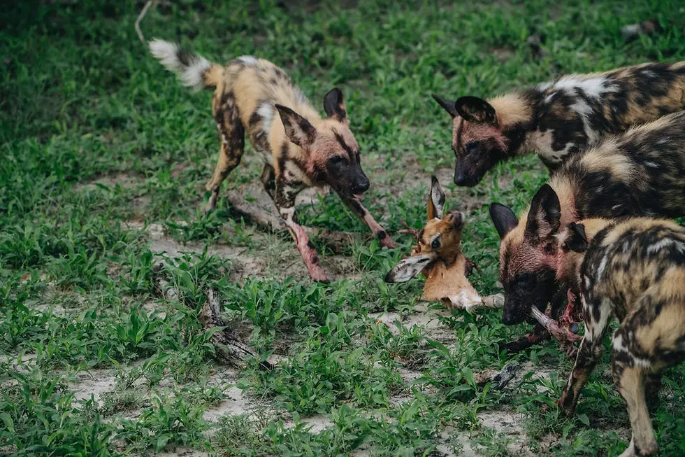 Wild dogs with mottled fur are scavenging a carcass in a grassy field. The scene is dynamic and intense, highlighting survival instincts.