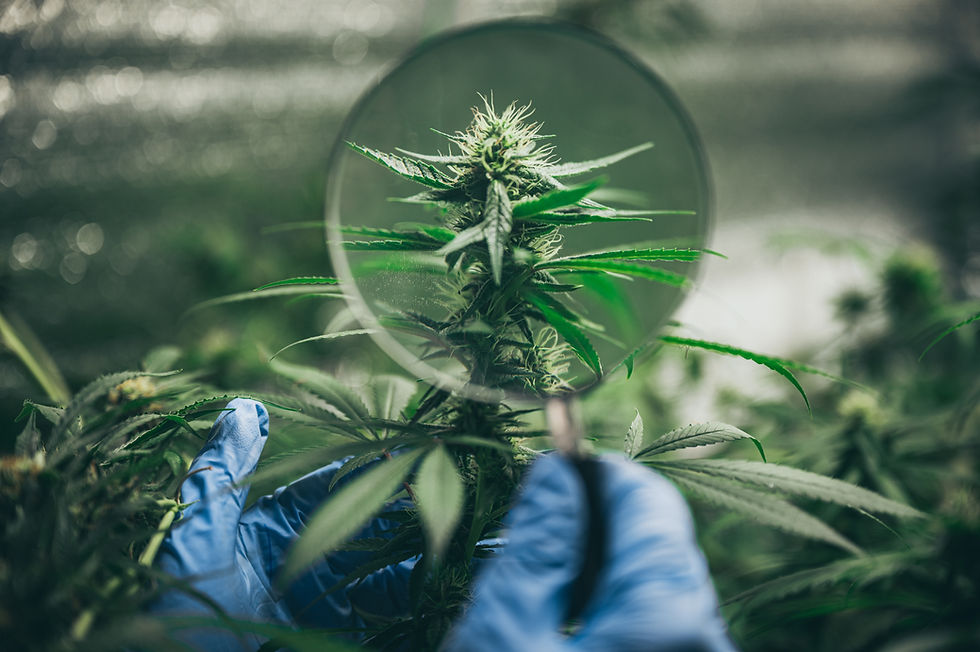 Gloved hand holding magnifying glass examines a cannabis plant's green leaves. Blurred green background, focused inspection.