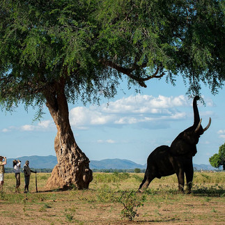 Elephant spotted from private viewing deck roaming about Nyamatusi Camp 