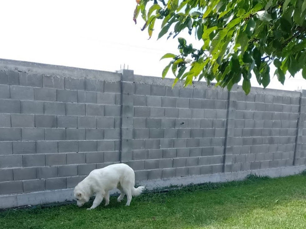 Young Caucasian Shepherd puppy spending supervised time in a secure yard