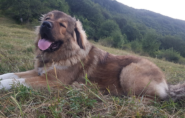 Adult Aryia, a female Caucasian Shepherd Dog outdoors.