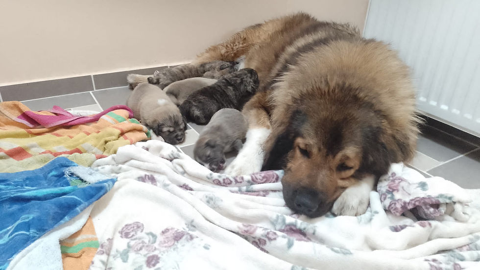 Mother Caucasian Shepherd resting beside her one-week-old puppies, showing early maternal care and responsible breeding.