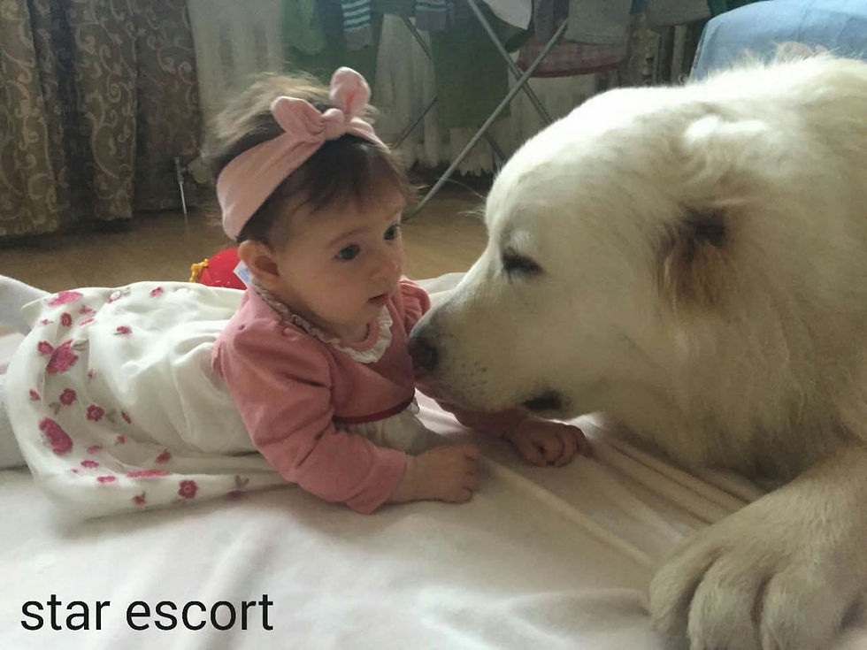 Baby lying face to face with a large white Caucasian Shepherd Dog indoors.
