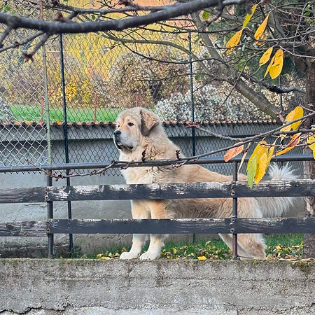 Adult Atlas, a Caucasian Shepherd Dog from Seveguard kennel.