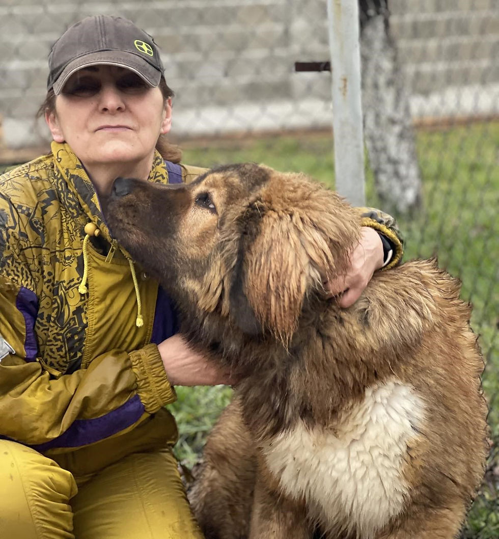 Young Caucasian Shepherd nuzzling its owner outdoors