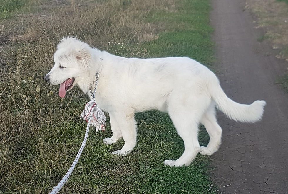 Young Caucasian Shepherd puppy outdoors during the 4 to 8 month growth stage