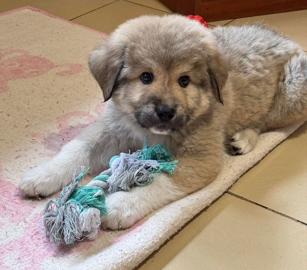 Atlas, a two-month-old Caucasian Shepherd puppy, on his first day in his new home