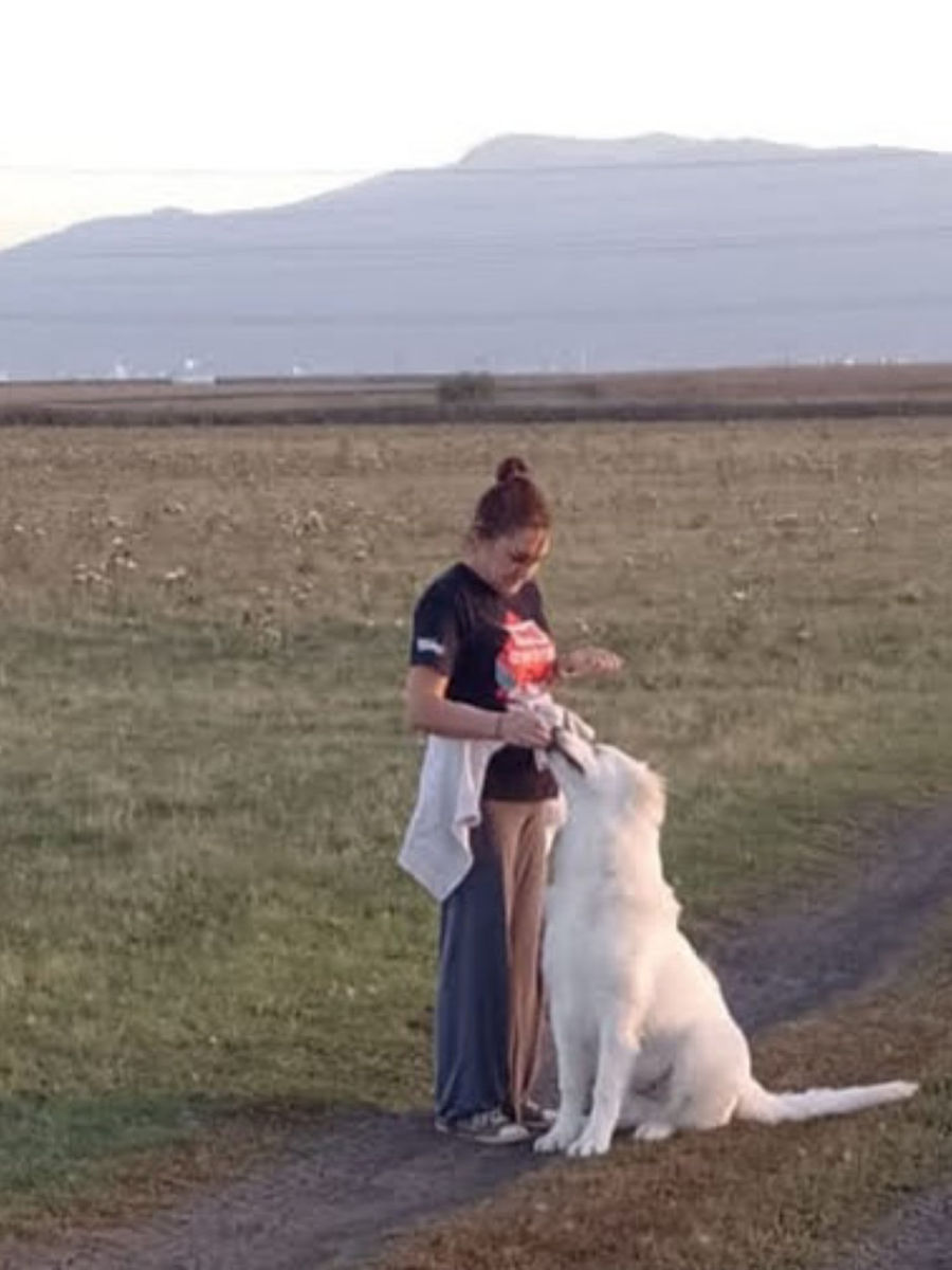 Training a young Caucasian Shepherd puppy calmly with its handler
