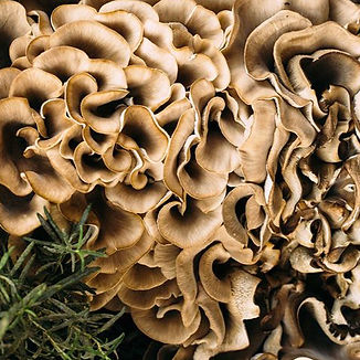 maitake_edited_edited.jpg