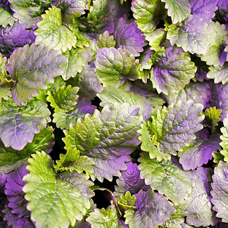 LemonBalm_edited.jpg