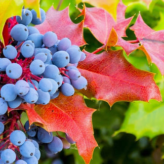 MahoniaBerberis_edited_edited.jpg