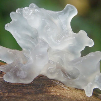 tremella_edited_edited.jpg