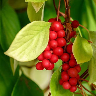 schisandra_edited.jpg