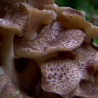 polyporusumbellatus_edited.jpg