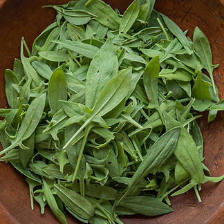 sheepsorrel_edited.jpg