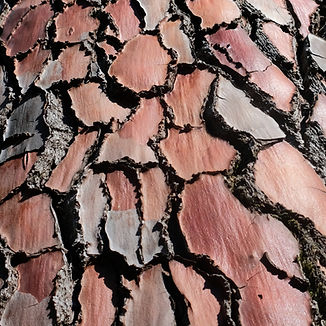 PineBark_edited.jpg