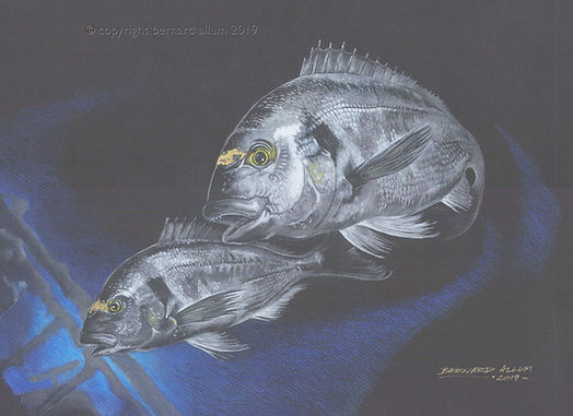 A coloured pencil drawing on dark blue paper pair of Guilt Head Bream fish swimming near structure in the sea with real gold leaf on foreheads